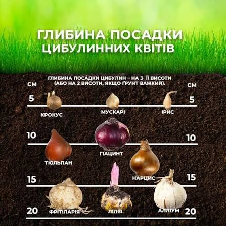 Від тюльпанів до підсніжників: коли і як саджати весняні квіти восени